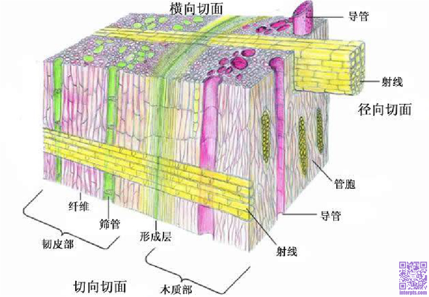 老师们放大上图看看我们来了解一下木材内部的宏观构造这是导管.